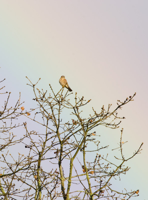 American Kestrel And Rainbow